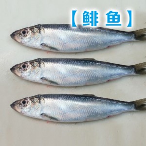 冷凍ニシン