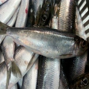 冷凍ニシン