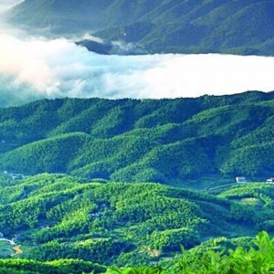 Aセット天津茶湖南省華紅茶健康茶