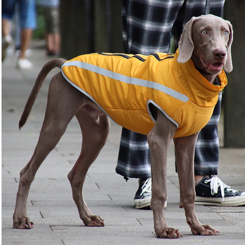 低モースコスト手頃な価格のクラシックバージョン犬レインジャケット犬の服