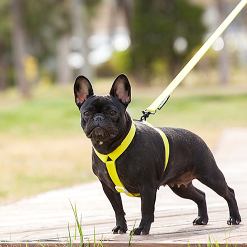 2022新しいスタイルのカラフルな犬のハーネスとひもセットマルチポイント調節可能で牽引の接続犬のハーネス