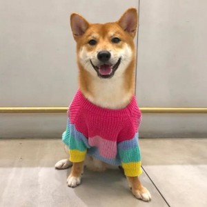 メーカーカスタムウィンターコットンニットキャッツコートセーターペット用