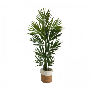 観葉植物