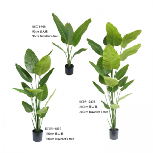 トラベラーズツリー