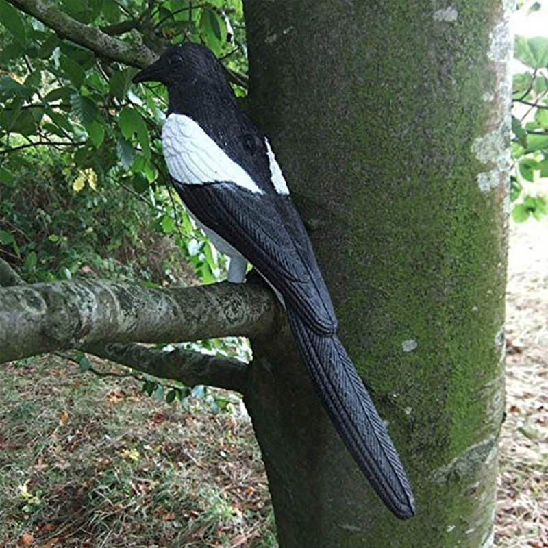 1630140207.jpg Bird-5.jpg